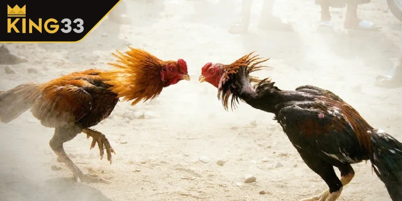 Cách tham gia chơi Đá Gà loại hình Thomo an toàn, hiệu quả Cách tham gia chơi Đá Gà loại hình Thomo an toàn, hiệu quả