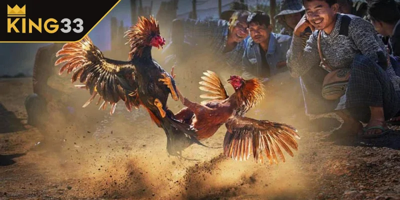 Kèo cược xanh chín tại Đá Gà Thomo Kèo cược xanh chín tại Đá Gà Thomo